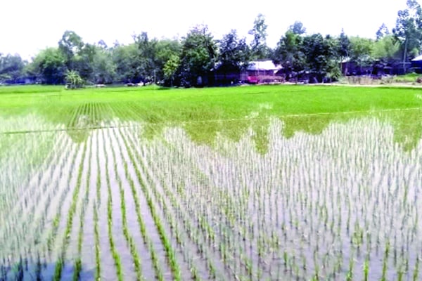 আউশ চাষে কৃষকের আগ্রহ, পাটে মন্দা