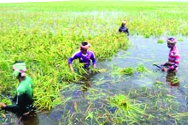 একই জমিতে তিন ধরনের ধান চাষে আগ্রহ