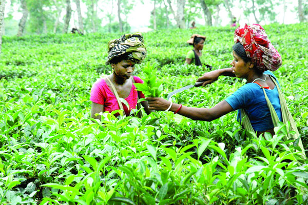 চা শ্রমিকদের মজুরি ৩০০ টাকা করার দাবি