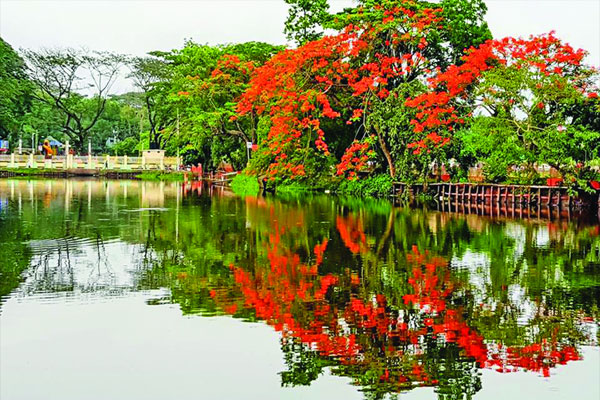 লাল হলুদ ফুলে রঙিন বরিশাল