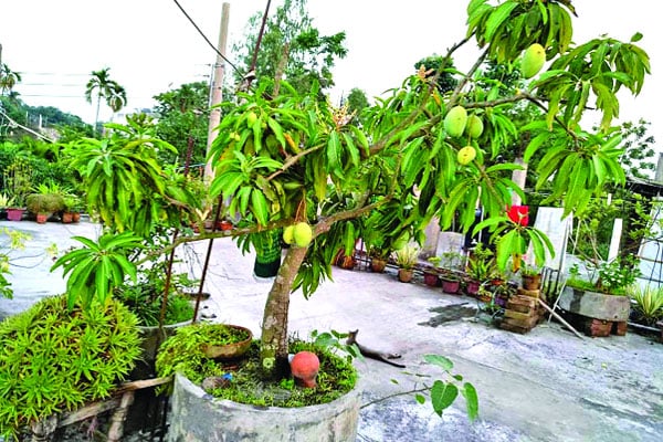 বাড়ির ছাদে ফুল ও ফলের বাগান