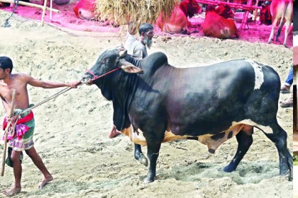 রাজধানীতে জমতে শুরু করেছে পশুর হাট