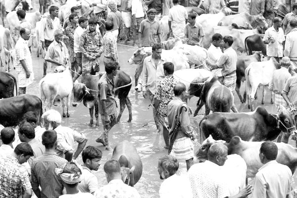 কাদা-পানিতে একাকার পশুহাট