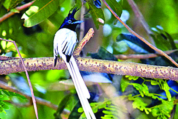 নান্দনিক সুন্দর পাখি দুধরাজ