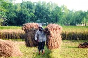 লালমনিরহাটে আগাম ধানে কৃষকের মুখে হাসি