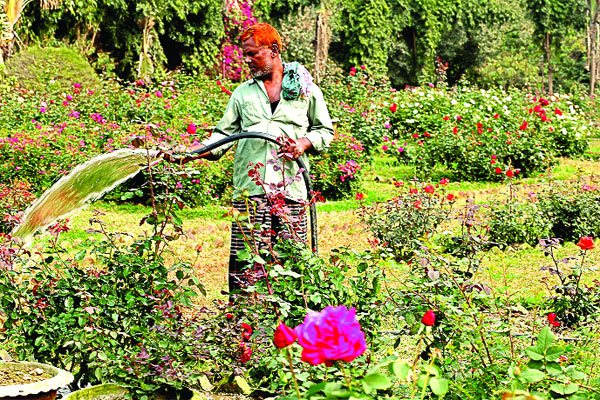 গোলাপ ফুলের গ্রাম