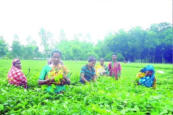 পঞ্চগড়ে চা চাষিদের ভাগ্যবদল