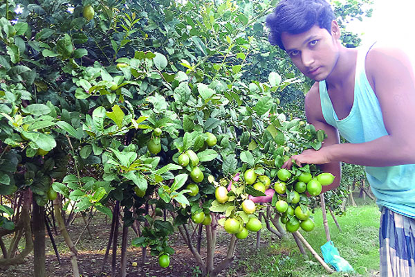 লেবুর গন্ধে মোহিত শেরপুরের চরাঞ্চল