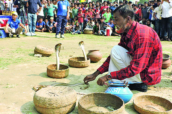 মাগুরায় জমজমাট সাপের খেলা