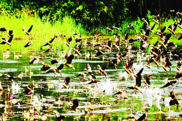 লাল শাপলার স্বর্গরাজ্যে অতিথি পাখির মেলা