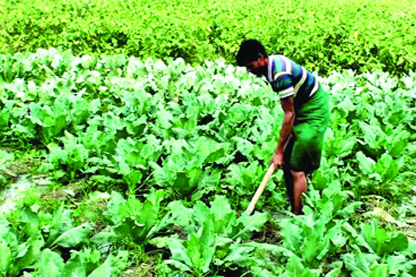 নাটোরে সবজি আবাদ লক্ষ্যমাত্রা ছাড়িয়ে যাওয়ার সম্ভাবনা