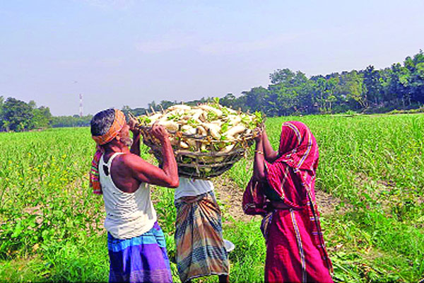 মানিকগঞ্জের কৃষকরা সাথী ফসলে সফল