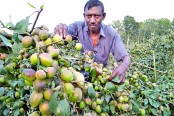 ঝিনাইদহে বিষমুক্ত বাউকুল চাষ