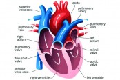 হৃৎপিণ্ড হঠাৎ বড় হয়ে গেলে