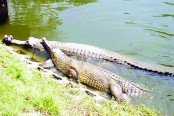 পদ্মা-গড়াইয়ের সংসারে নতুন অতিথি