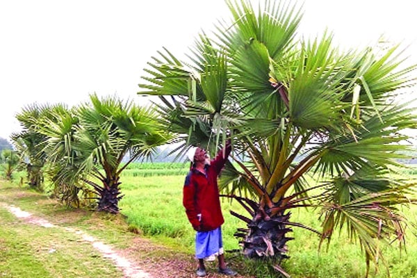 তাজুলের নেশা তালগাছ রোপণ