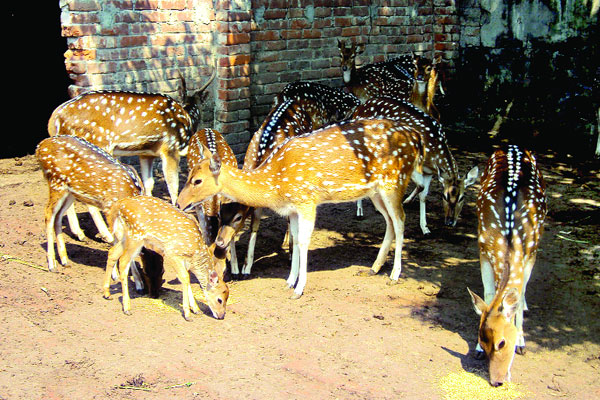 বগুড়ায় হরিণ খামার