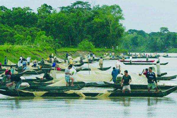 হালদায় ডিম ছেড়েছে মা মাছ