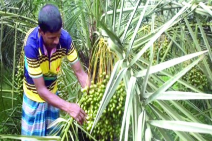 ভালুকায় বাণিজ্যিকভাবে সৌদি খেজুর চাষ