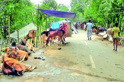 গবাদিপশু নিয়ে বিপাকে বন্যার্তরা