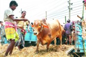 গরু কিনলে ছাগল ফ্রি