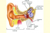 বধিরতার কারণ ও প্রতিকার