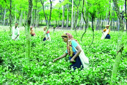 পঞ্চগড়ে হুমকিতে চা-শিল্প