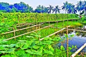 তিনতলা কৃষিতে আগ্রহ বাড়ছে কৃষকদের