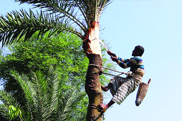 খেজুর গাছ কাটায় ব্যস্ত কৃষক