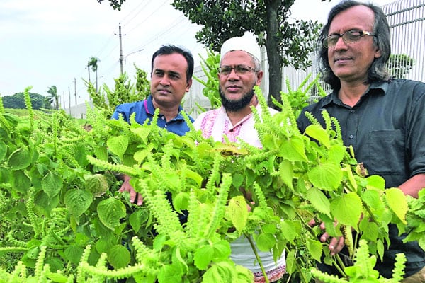 নতুন তেলফসল পেরিলা