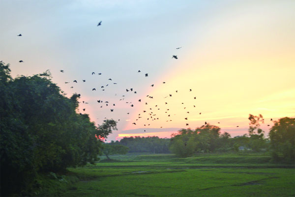 ভগতপাড়ায় লাখো বাদুড়ের আবাস