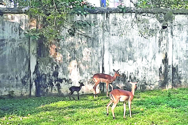 আফ্রিকান ইম্পালার পরিবারে নতুন অতিথি