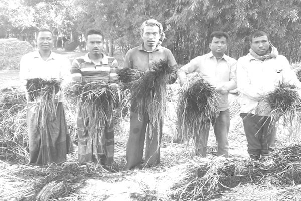 কৃষকের ধানে আগুন দিল দুর্বৃত্তরা