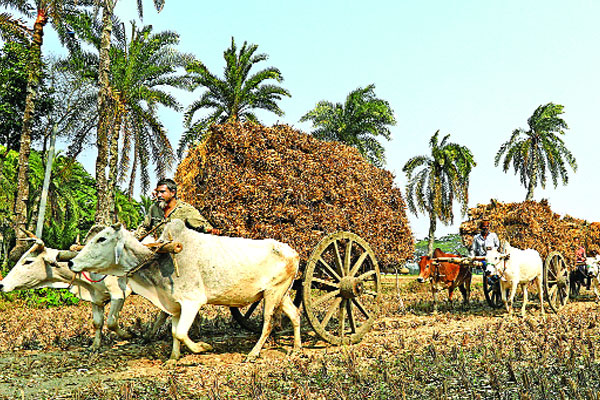 ধান কাটা মৌসুম