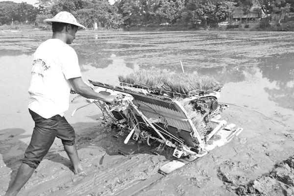 রাইস ট্রান্সপ্ল্যান্টারে ধানের চারা রোপণ
