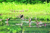 জাবিতে পাখি মেলা