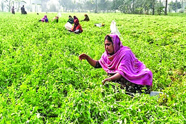 নাটোরে মটরশুঁটি চাষে কৃষকরা