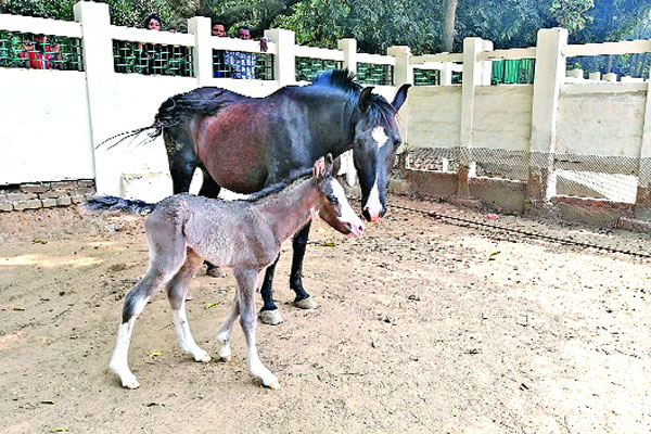 মা হলো এরাবিয়ান ঘোড়া পার্বতী