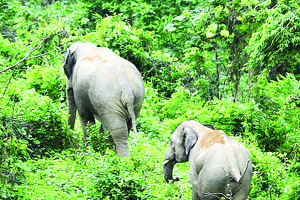 মিসর যাবে দুই হাতি, আসছে সিংহ-কুমিরসহ ৬৪ প্রাণী