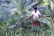 ফুলপুরে আরবের খেজুর গাছের চাষ