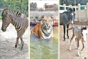 চিড়িয়াখানায় ফুরফুরে পশুপাখি