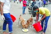 ঢাকায় খাবার পাচ্ছে না দুই লাখ কুকুর