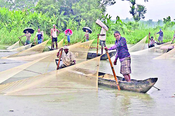 হালদায় রেকর্ড পোনা সংগ্রহের সম্ভাবনা