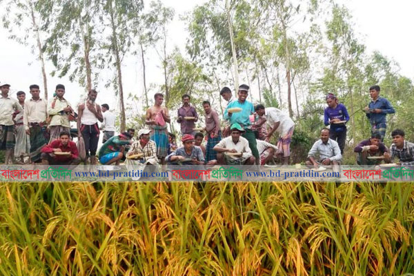 চলনবিলে বোরো ধান কাটতে আসবে ১৪ হাজার শ্রমিক