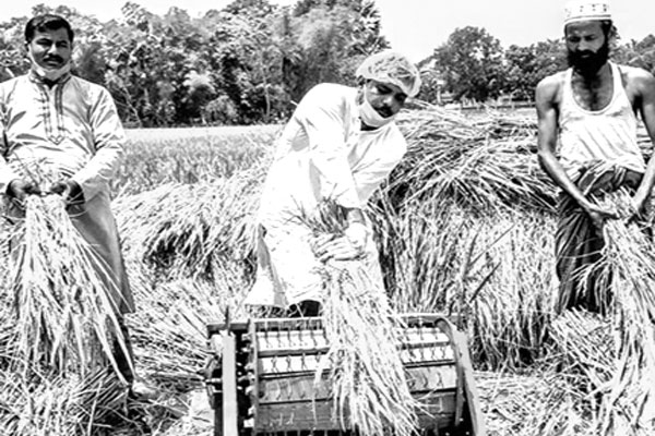 কৃষকের ধান কেটে মাড়াই করে দিলেন প্যানেল মেয়র
