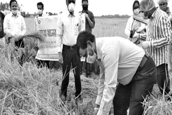 কৃষকের ধান কেটে দিলেন ডিসি