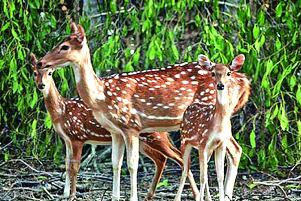 সুন্দরবনের চিত্রল হরিণ লোকালয়ে