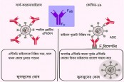 কোভিড-১৯: এন্টিবডি শুধু সুরক্ষাই দেয়?