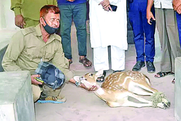 পিরোজপুরে লোকালয়ে চিত্রা হরিণ