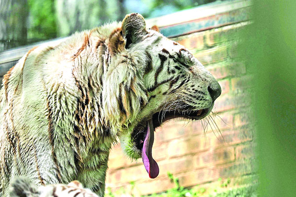 নিউইয়র্কে আরও চার বাঘের শরীরে করোনা